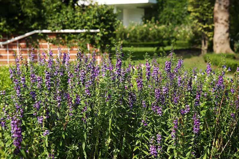 Una imagen horizontal de un puesto de flores de hisopo que crece fuera de una residencia.