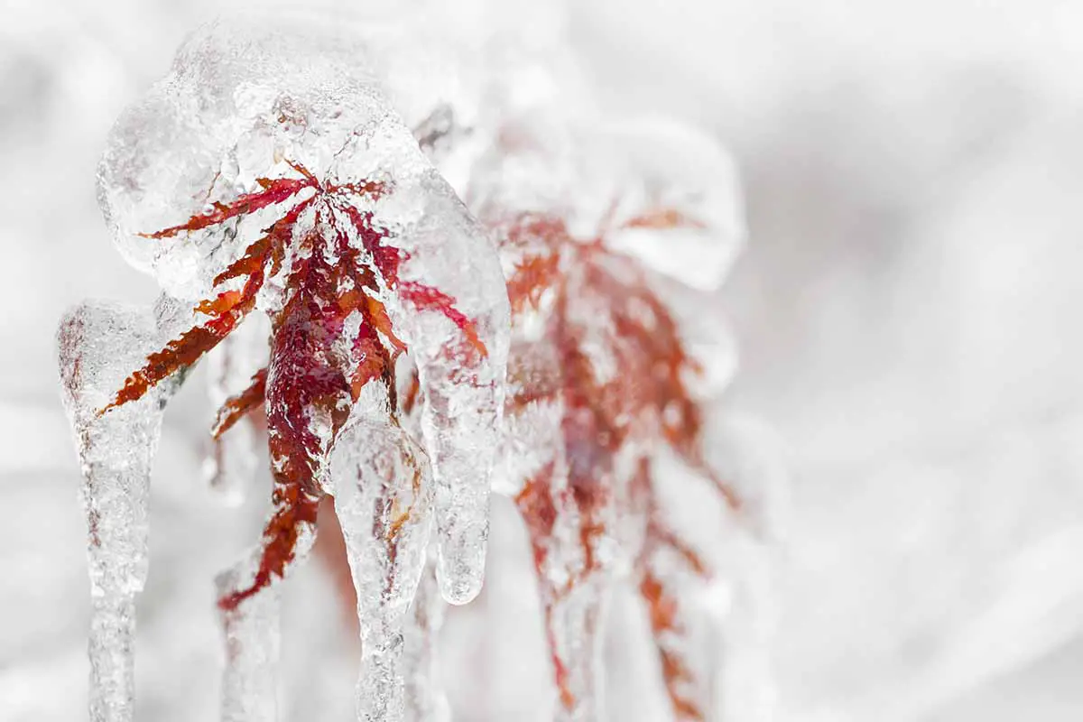 Una imagen horizontal de primer plano de las hojas de Acer palmatum cubiertas de hielo en invierno.