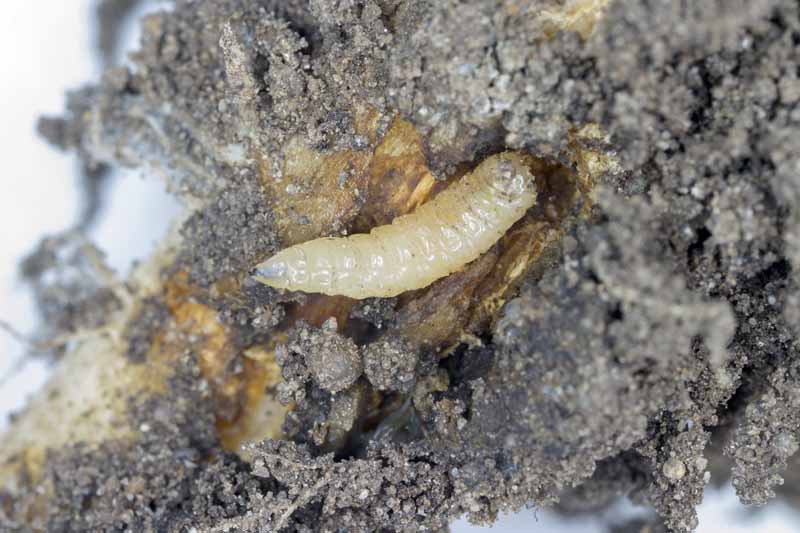 Un primer plano de un gusano de la col (Delia radicum) excavando a través de la raíz de una verdura crucífera.