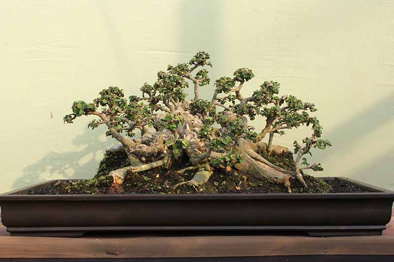 Una imagen horizontal de primer plano de un bonsái podado al estilo Ikadabuki (balsa) con una pared amarilla clara en el fondo.
