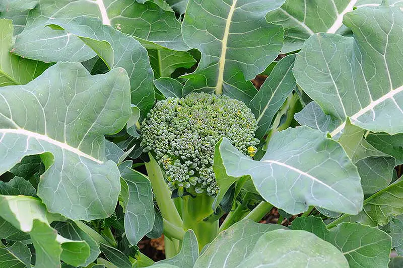 Un primer plano de una pequeña cabeza de brócoli entre un gran follaje verde plano que crece en el jardín.