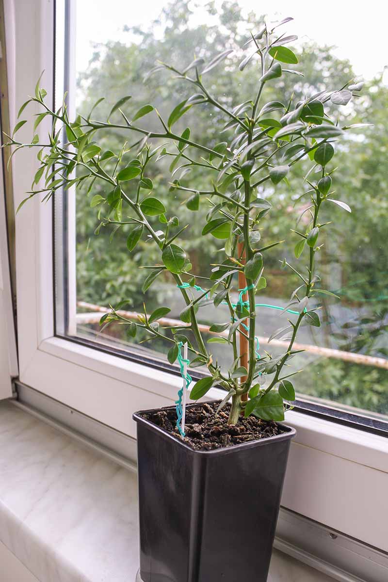 Un primer plano de un árbol de cítricos joven, que aún no da frutos en una olla negra en el alféizar de una ventana.  A través de la ventana hay árboles y vegetación con un enfoque suave.