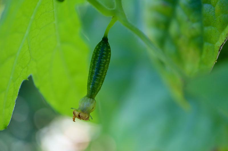 Una imagen horizontal de primer plano de un pequeño cucamelon (también conocido como pepinillo agrio mexicano) que crece en la vid representada en un fondo de enfoque suave.