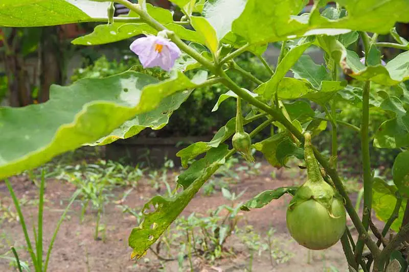 Una imagen horizontal de primer plano de una planta de berenjena con pequeños frutos inmaduros y una flor morada que crece en un huerto.