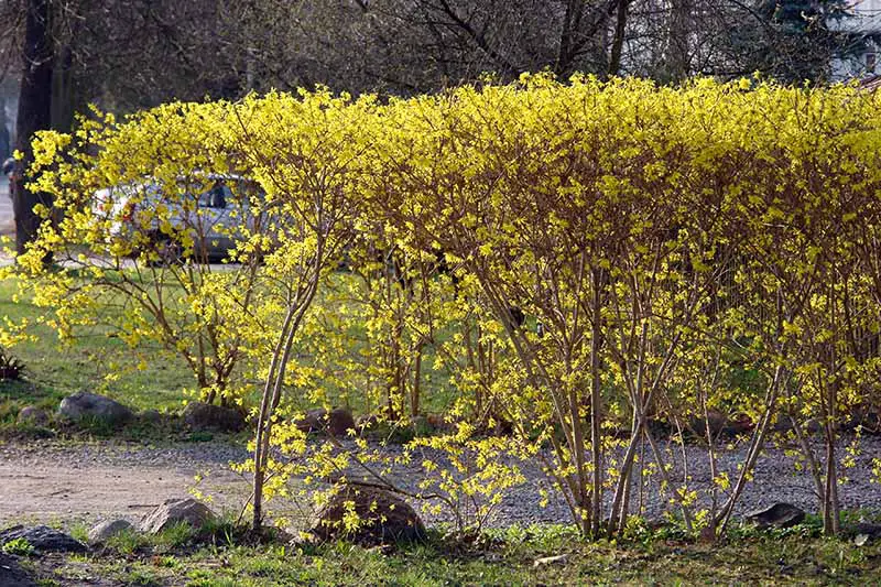 Un seto con flores amarillas brillantes junto a un camino de entrada, fotografiado bajo un sol brillante.