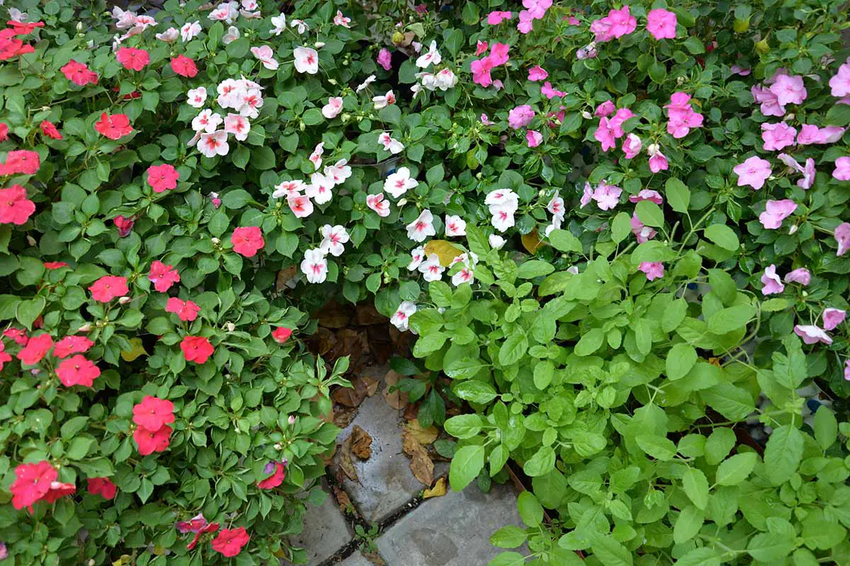 Una imagen horizontal de primer plano de un lecho de flores Impatiens walleriana que crecen al lado de un patio.