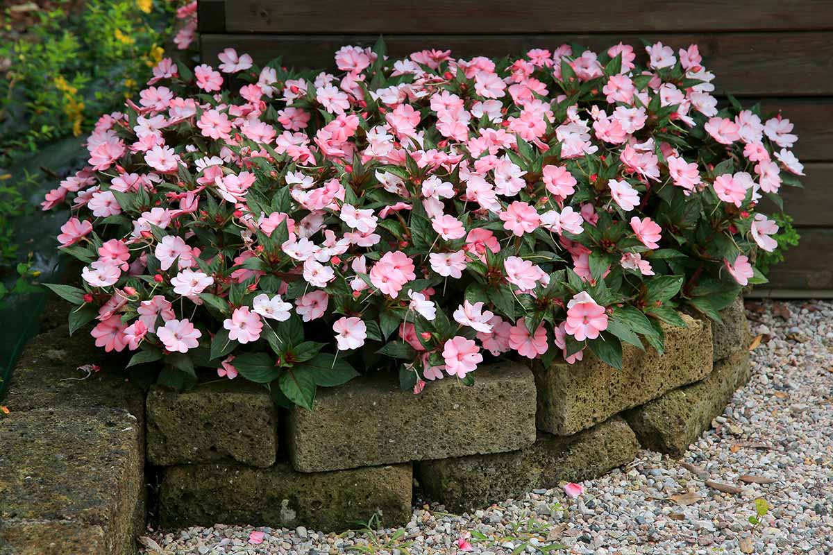 Una imagen horizontal de primer plano de flores impatiens de color rosa brillante que crecen en una cama de jardín rodeada de ladrillos.