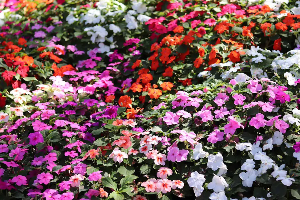 Una imagen horizontal de primer plano de una franja de coloridas flores Impatiens walleriana que crecen en el jardín.