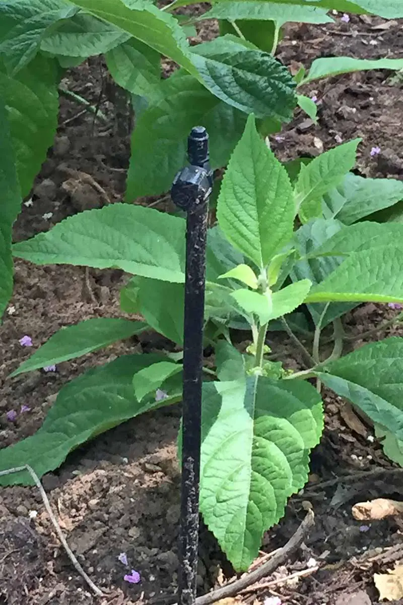 Un tubo alto de plástico con un pequeño rociador en el extremo emerge del suelo del jardín, con tierra marrón y plantas verdes.