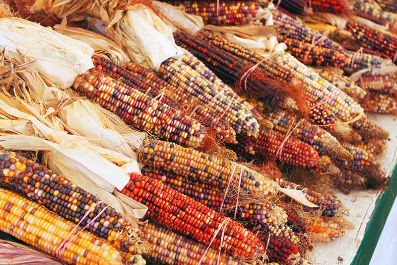 Un primer plano de maíz seco y colorido colocado en una pila en un mercado, con hojas secas aún adheridas.
