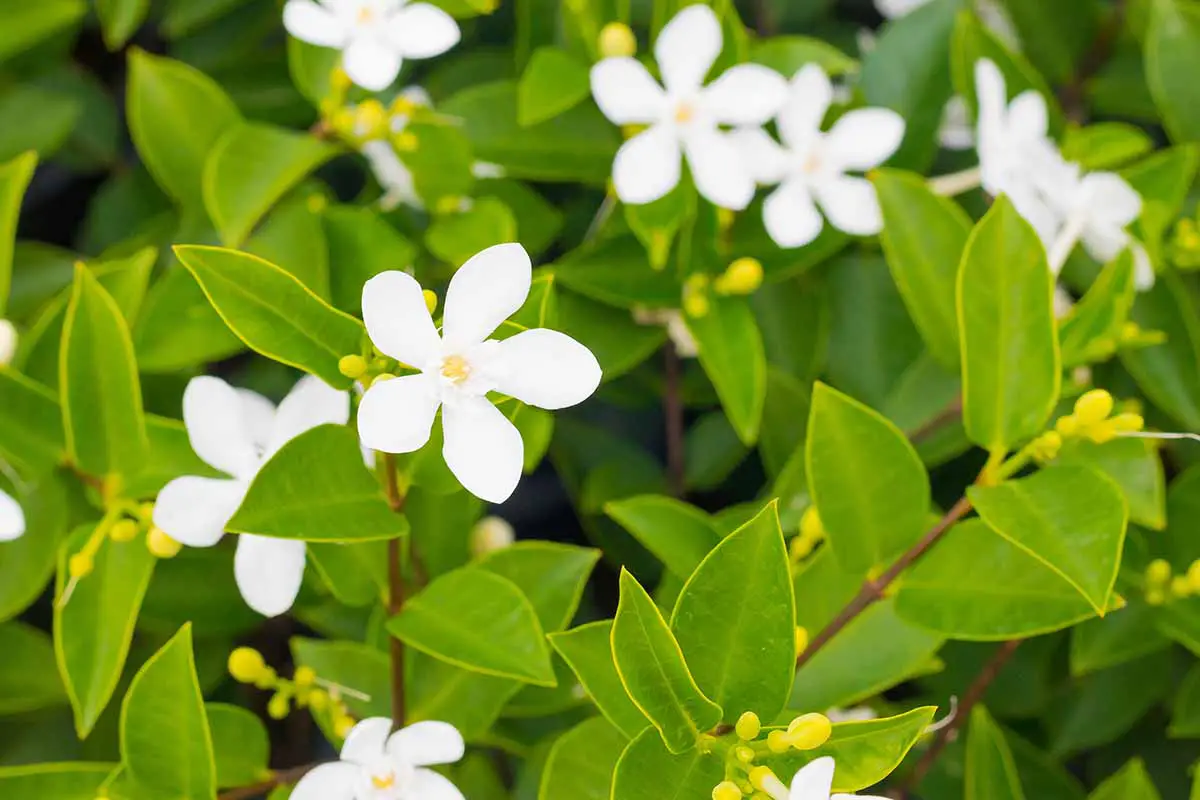 Una imagen horizontal de primer plano de las flores blancas y el follaje verde lima del jazmín indio que crece en el jardín.