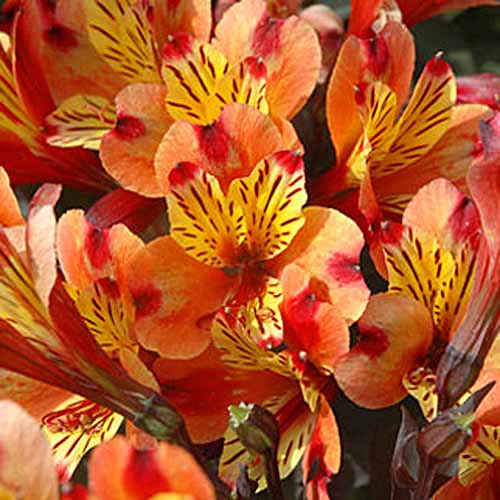Primer plano de flores de lirio peruano naranja y amarillo 'Verano Indio'.