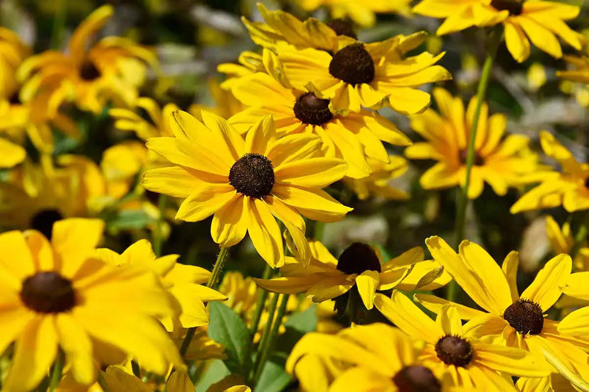 Un primer plano de flores amarillas brillantes de Susans de ojos negros de 'Verano Indio' que crecen en el patio trasero de verano.