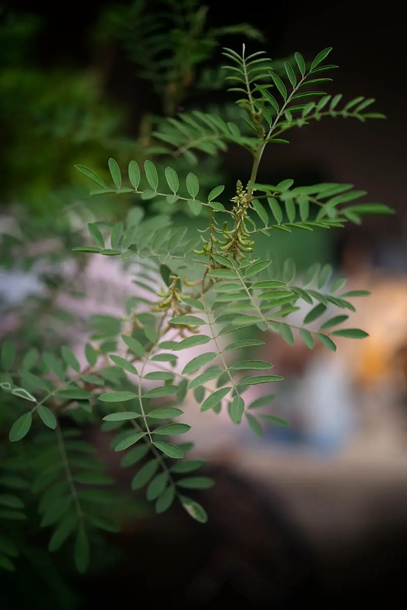 Una imagen vertical de cerca de una rama y follaje de índigo (Indigofera tinctoria) que crece en el jardín fotografiado sobre un fondo de enfoque suave.