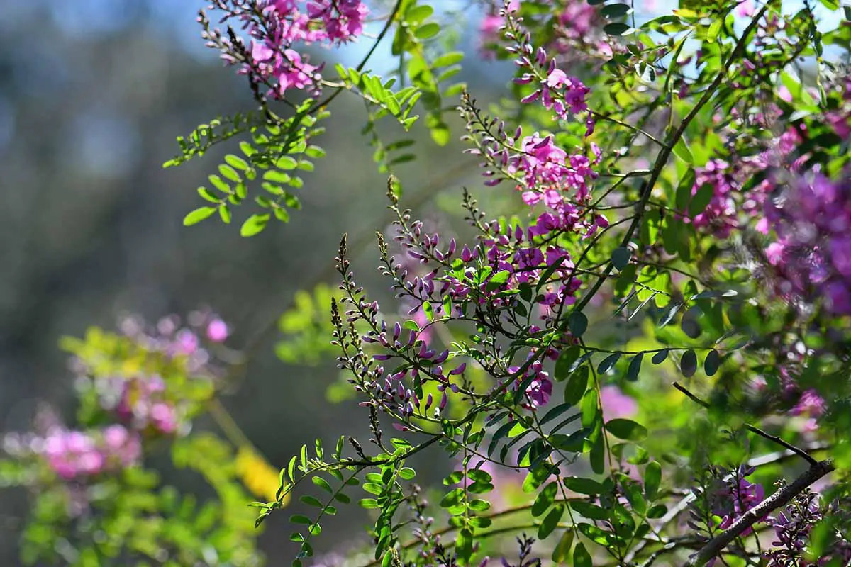 Una imagen horizontal del índigo australiano nativo que crece en un jardín soleado en plena floración, desvaneciéndose a un enfoque suave en el fondo.