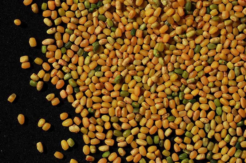 Una imagen horizontal de primer plano de un montón de semillas de índigo liberadas de sus vainas sobre una superficie oscura.