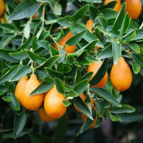 Un primer plano de las frutas 'Indio Mandarinquat' con follaje que rodea la fruta naranja oblonga.