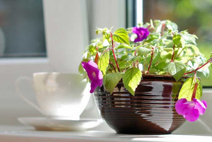 Un primer plano de una maceta de cerámica marrón que contiene flores rosas colocadas en un alféizar con una taza de té en un enfoque suave en el fondo.