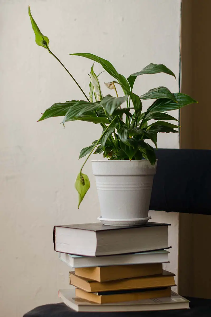 Una imagen vertical de cerca de una planta de lirio de la paz que crece en una maceta de plástico blanca colocada sobre una pila de libros fotografiados sobre un fondo blanco.