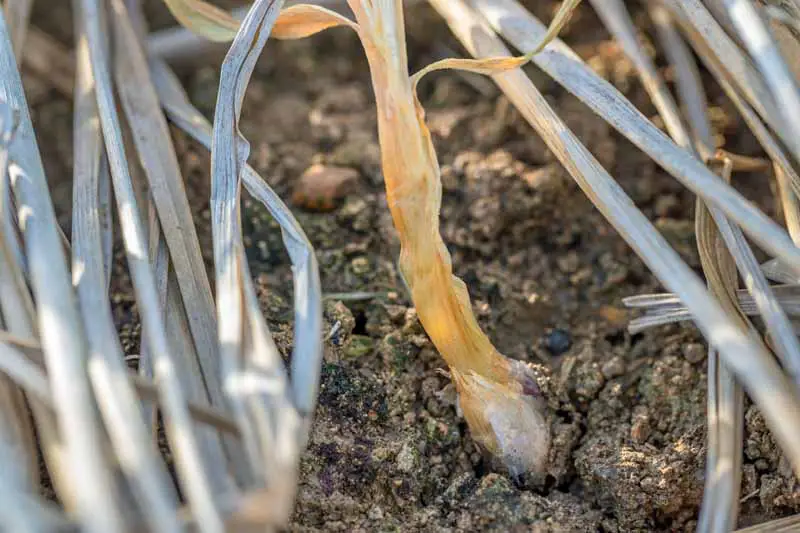 Primer plano de parientes de cebolla infectados por podredumbre blanca, Sclerotium cepivorum.
