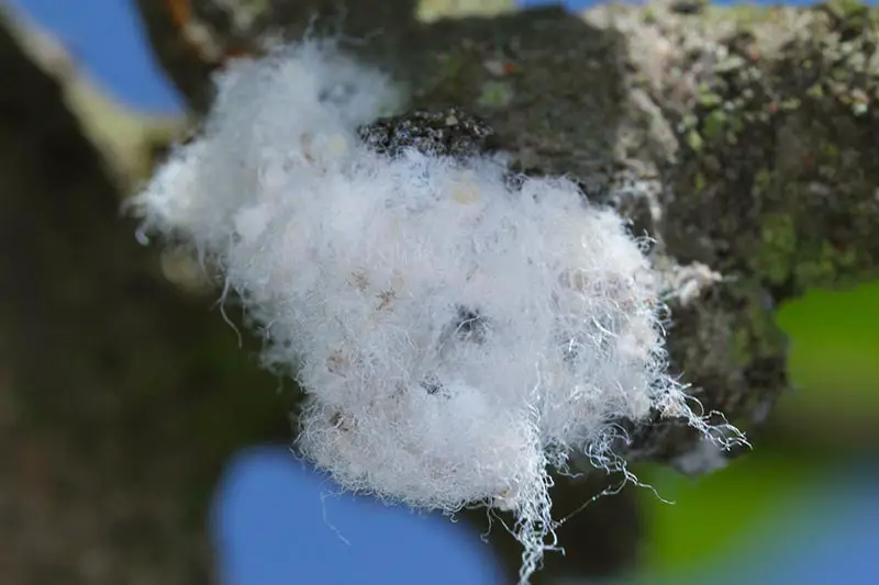 Una imagen horizontal de primer plano de una infestación de áfidos lanudos en la rama de un árbol.  Parece repugnante.