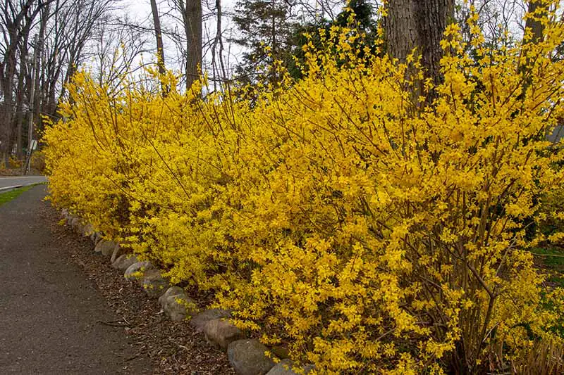 Un seto informal de forsythia en plena floración con flores de color amarillo brillante que crecen a lo largo del costado de un camino de entrada bajo los árboles.