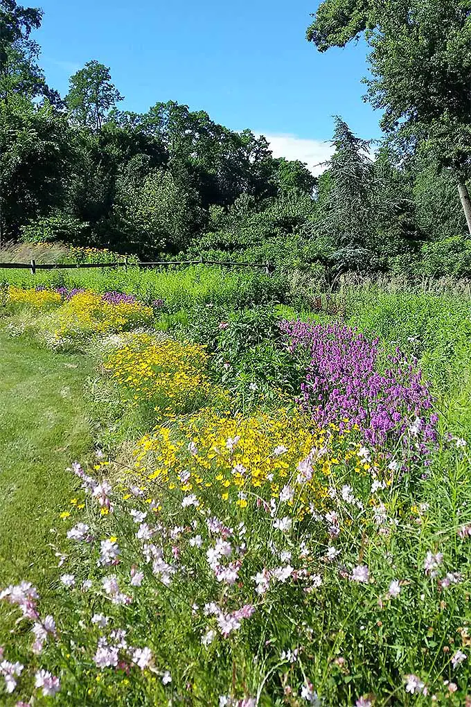 ¿Te encanta el movimiento natural de un jardín informal?  Lea más: 