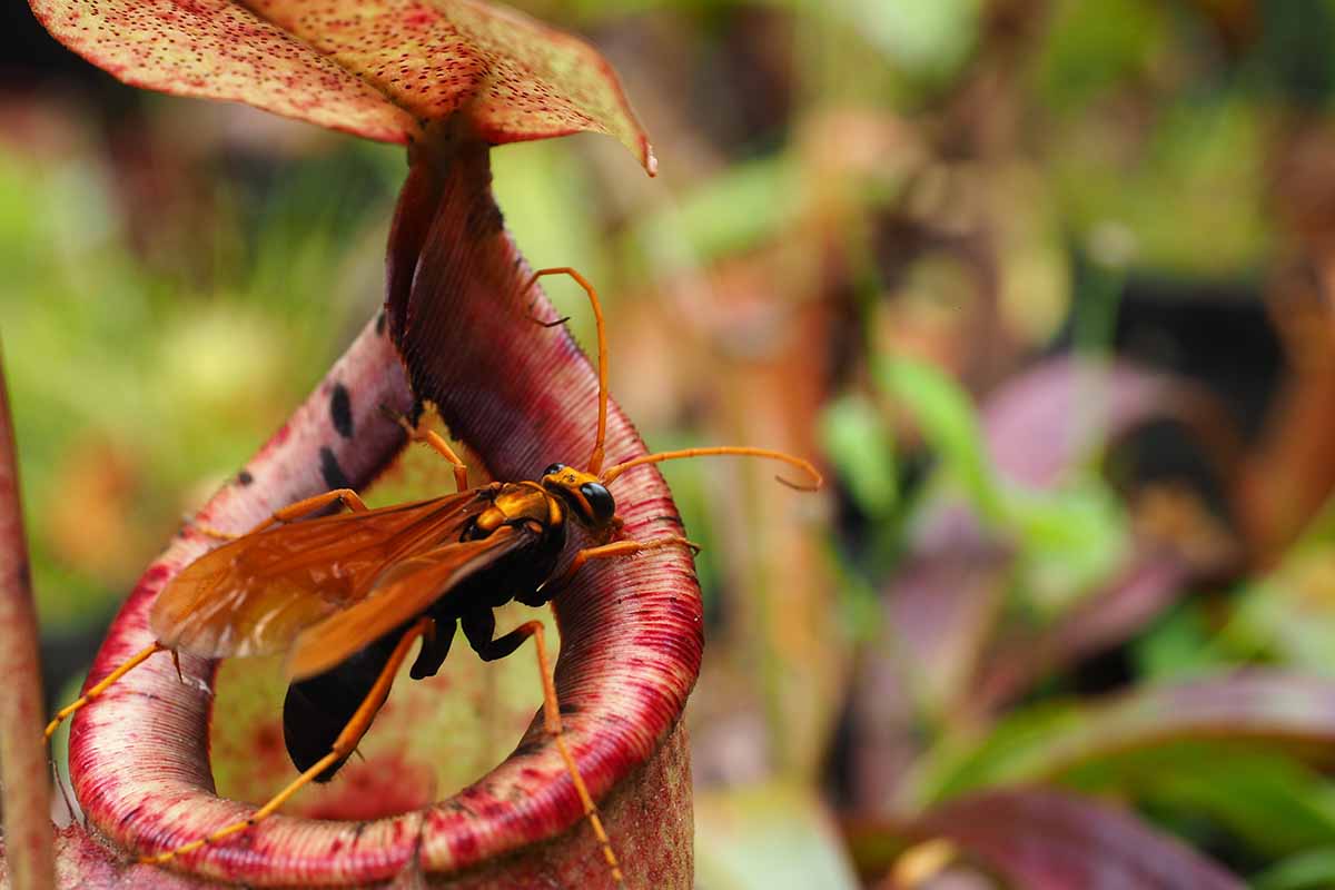 Una imagen horizontal de primer plano de un insecto atrapado en la jarra de una planta carnívora representada en un fondo de enfoque suave.