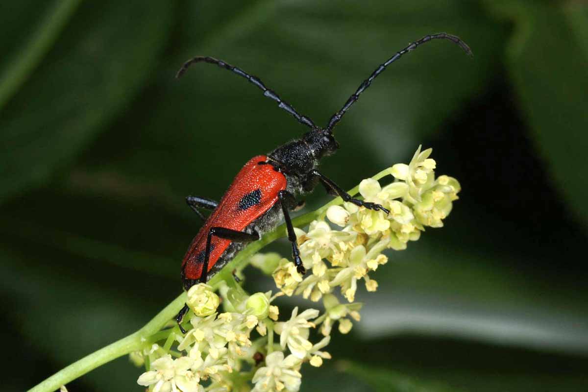 Una imagen horizontal de primer plano de un insecto rojo y negro que se alimenta de una flor de saúco representada en un fondo de enfoque suave.