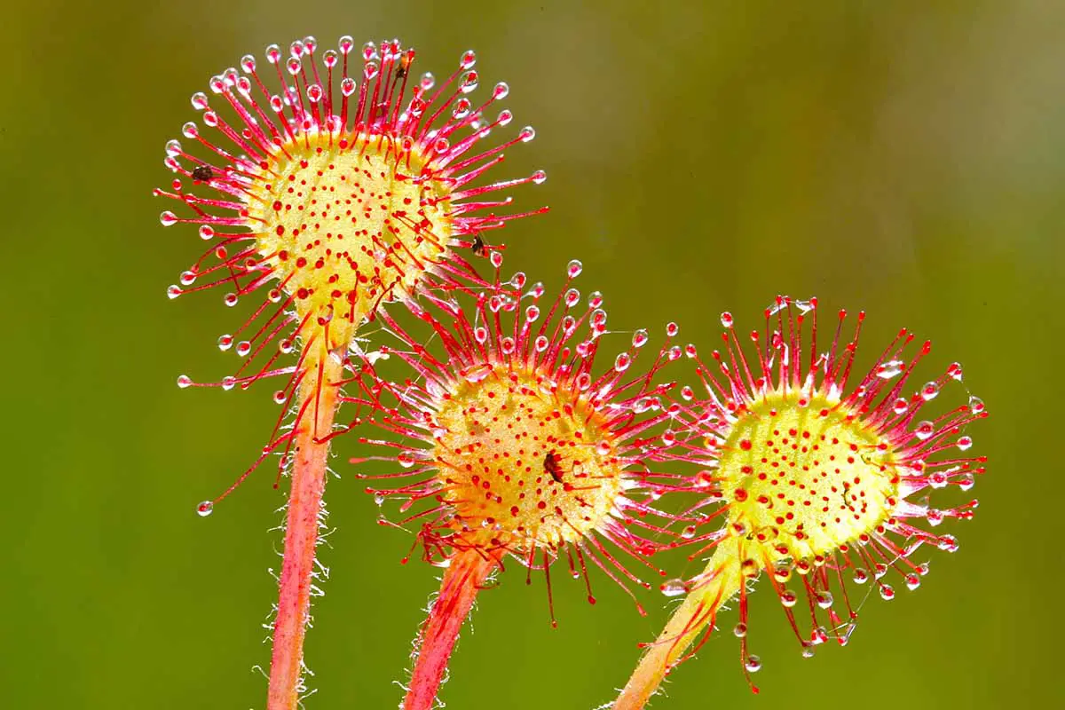 Una imagen horizontal de primer plano de plantas de rocío de sol de aspecto alienígena con insectos atrapados en sus pelos pegajosos.