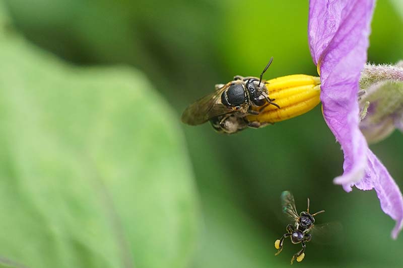 Una imagen horizontal de cerca de dos insectos polinizando una flor de berenjena en un fondo de enfoque suave.
