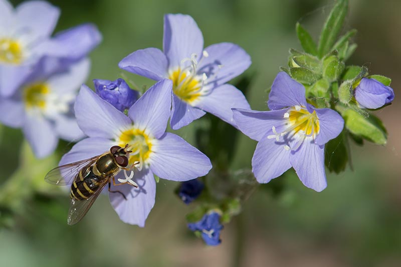Una imagen horizontal de primer plano de un insecto alimentándose de una flor azul claro representada en un sol brillante sobre un fondo de enfoque suave.