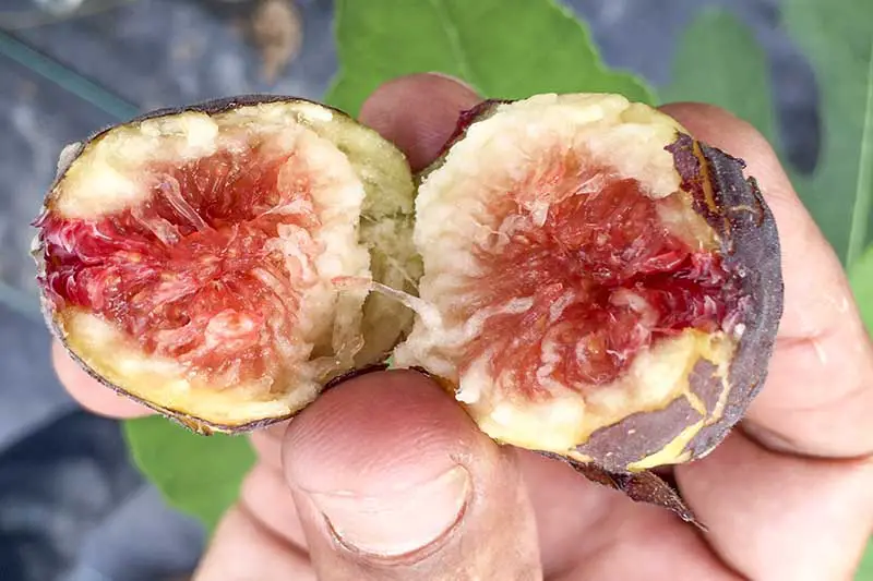Un primer plano de una mano que sostiene una variedad de higo 'Hardy Chicago', la fruta cortada por la mitad mostrando la pulpa roja en el centro rodeada por una pulpa más clara en el exterior, con piel morada.  El fondo se desvanece a un enfoque suave.