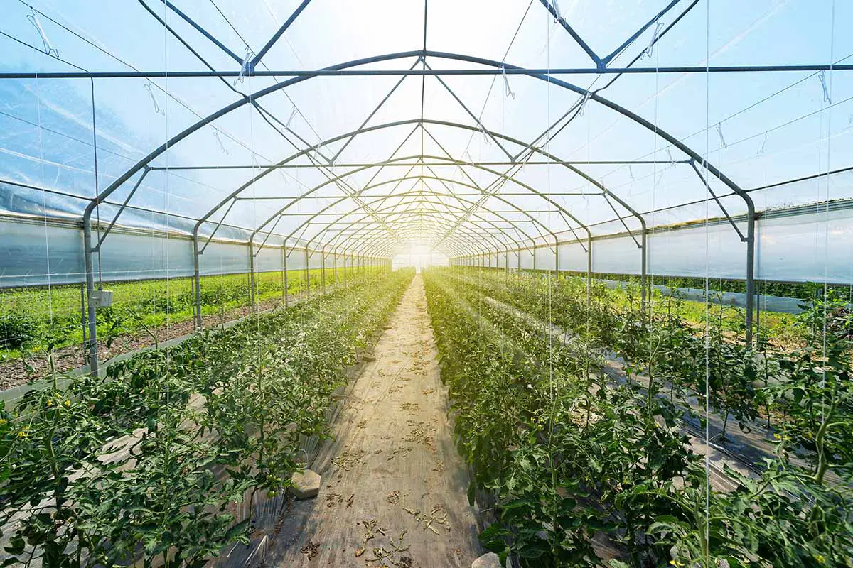 Una imagen horizontal de hileras de plantas de tomate que crecen en un gran invernadero industrial.