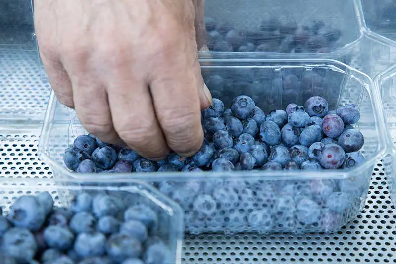 Una imagen horizontal de primer plano de una mano desde la parte superior del marco inspeccionando frutas maduras en un pequeño recipiente de plástico.