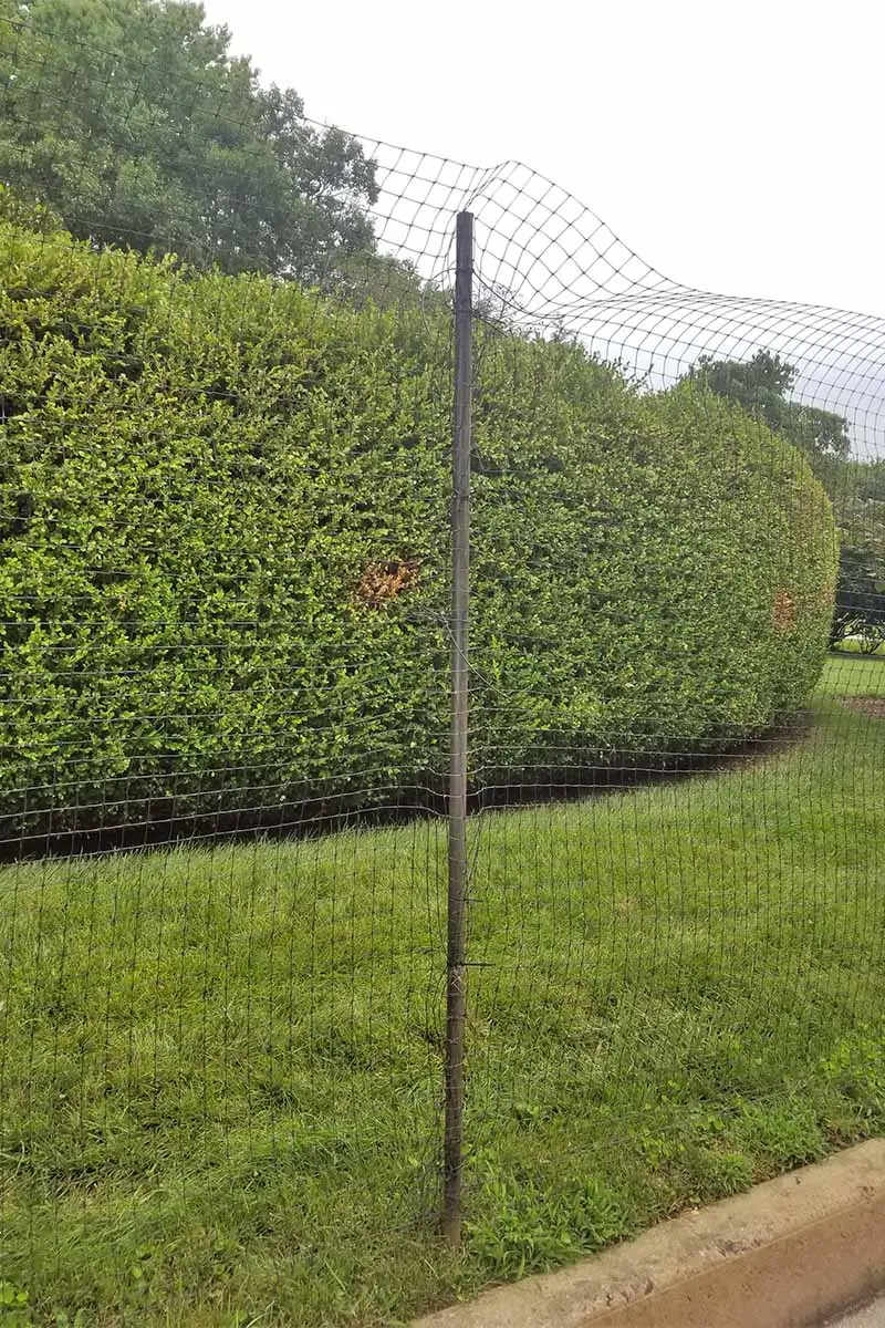 Primer plano de un poste de cerca en el medio del marco, sosteniendo una cerca de venado con un bordillo de cemento, césped verde y arbustos verdes podados.