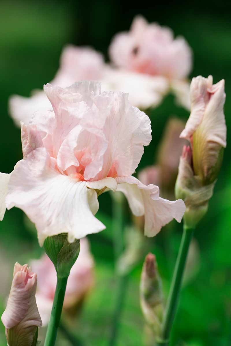 Una imagen vertical de primer plano de una flor rosa claro del grupo Barbudo Intermedio representada en un fondo de enfoque suave.