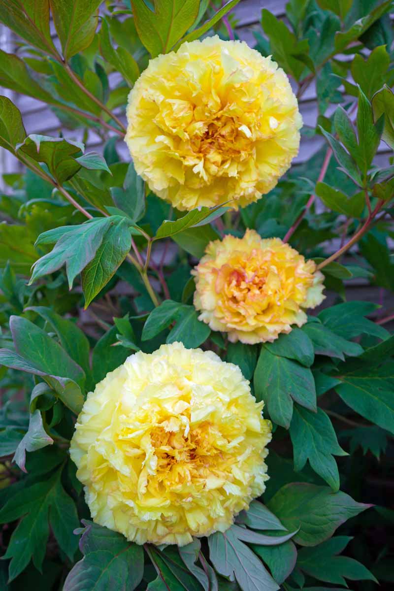 Tres grandes flores amarillas del híbrido interseccional Itoh 'Bartzella' que crecen en el jardín con follaje en un enfoque suave en el fondo.