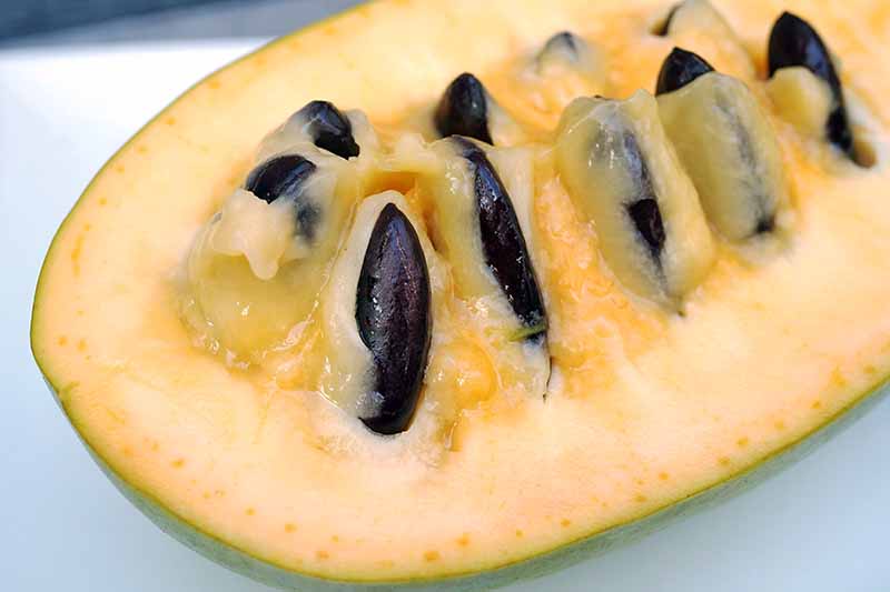 Las semillas y la carne de una fruta de papaya cortadas por la mitad, colocadas sobre una superficie blanca.