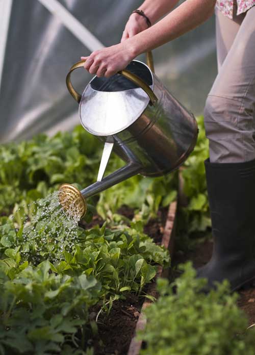 Un primer plano de un jardinero con una lata de metal, regando las plantas en un invernadero.