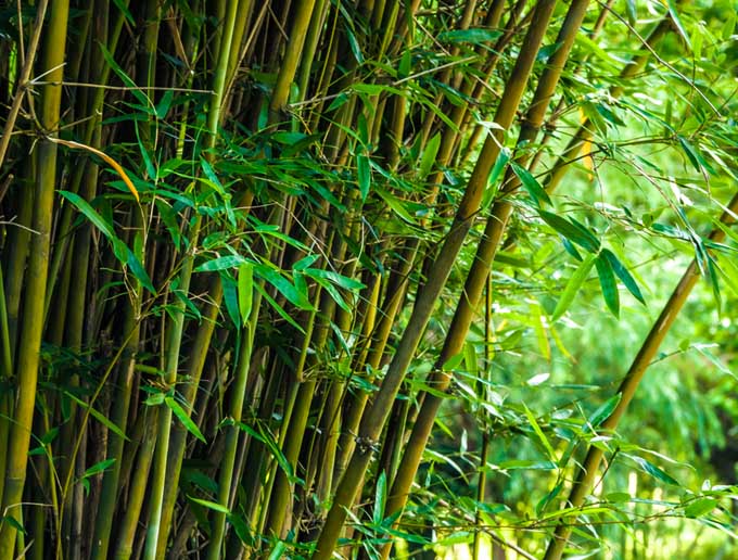 El bambú puede volverse invasivo.  Aquí se muestra un soporte alto y grueso.