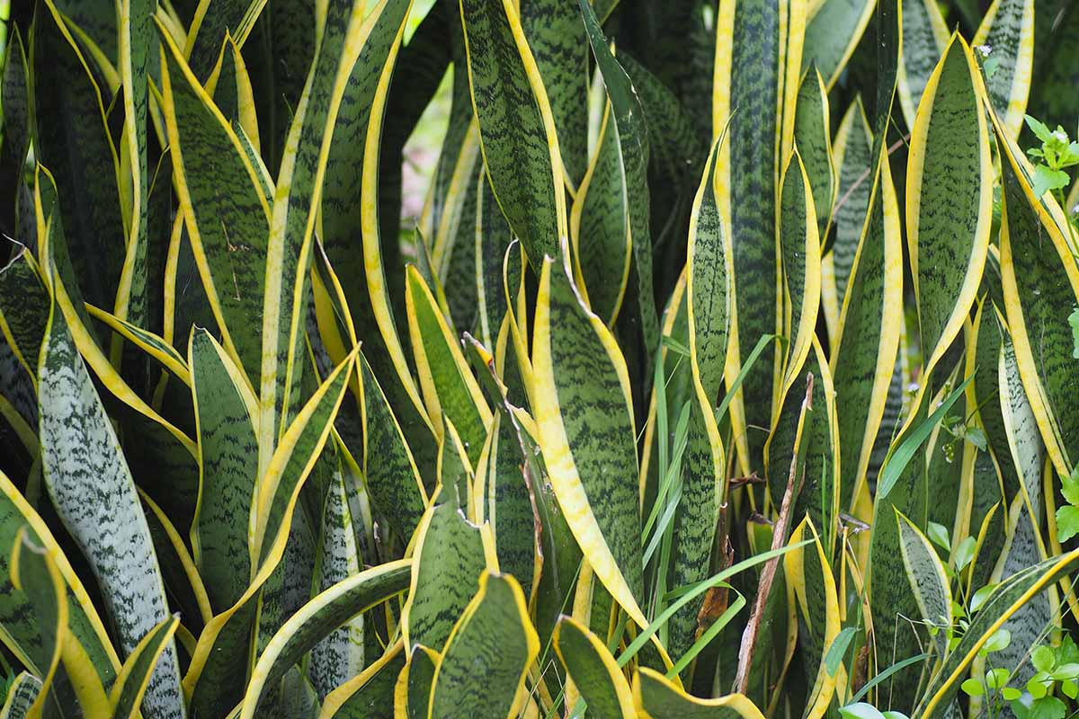 Una imagen horizontal del follaje abigarrado amarillo y verde de las plantas de serpiente Dracaena (anteriormente Sansevieria) que crecen en el jardín.