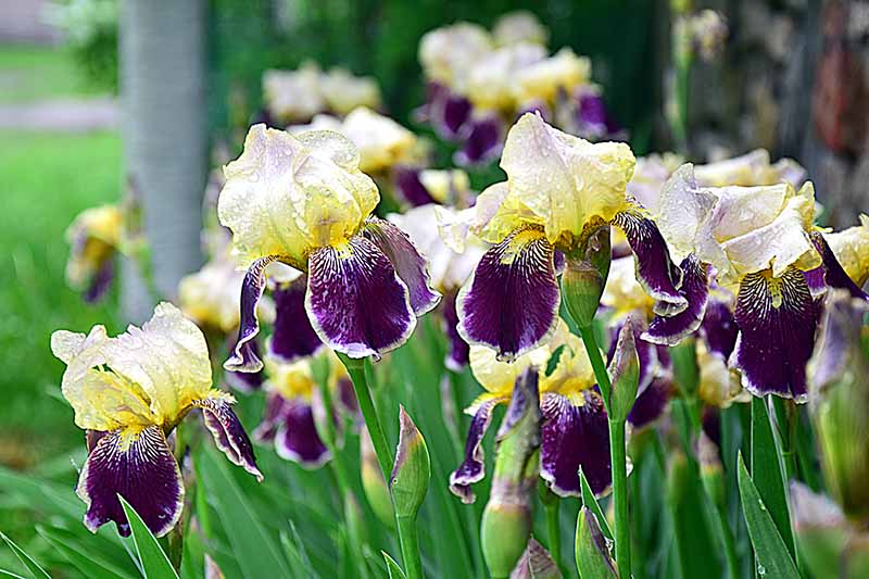 Iris de color amarillo pálido y púrpura con hojas verdes.