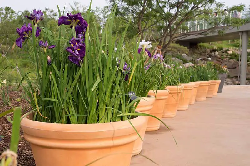 Una imagen horizontal de cerca de una línea de macetas de terracota plantadas con flores de iris en un jardín botánico.