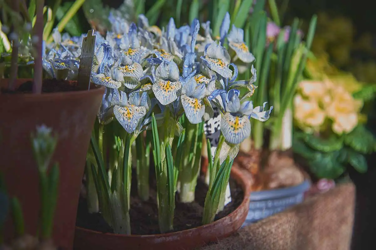 Una imagen horizontal de primer plano de flores de iris azul claro y amarillo que crecen en una maceta de terracota.
