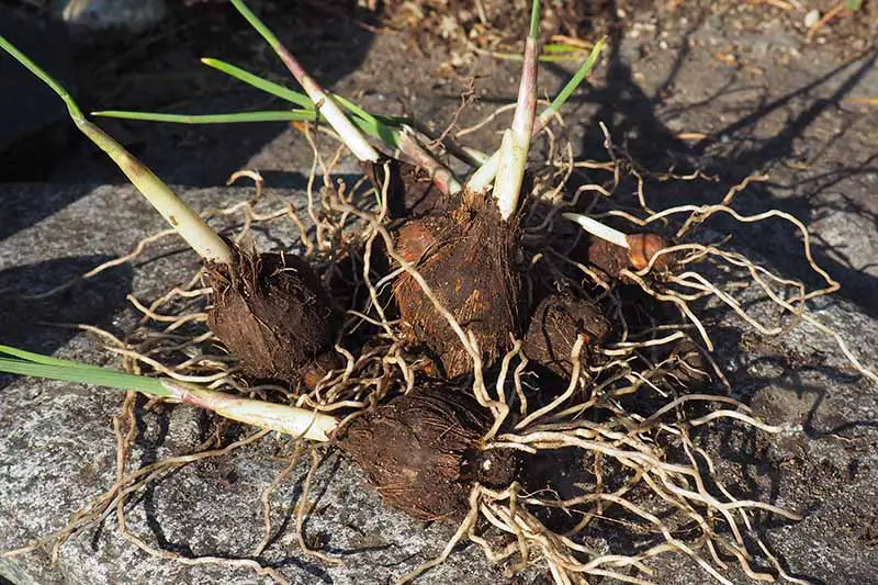 Una imagen horizontal de primer plano de los bulbos de Iris hollandica colocados en el suelo listos para plantar.