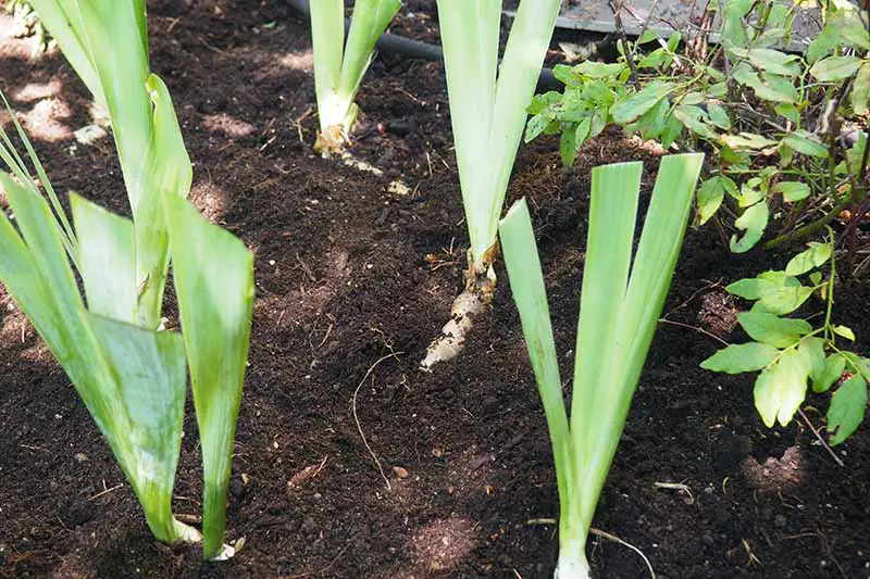 Una imagen horizontal de cerca de las divisiones de iris plantadas en suelo rico en el jardín.