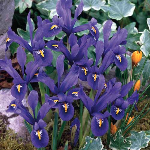 Una imagen cuadrada de primer plano de Iris reticulata púrpura y amarilla que crece en el jardín.