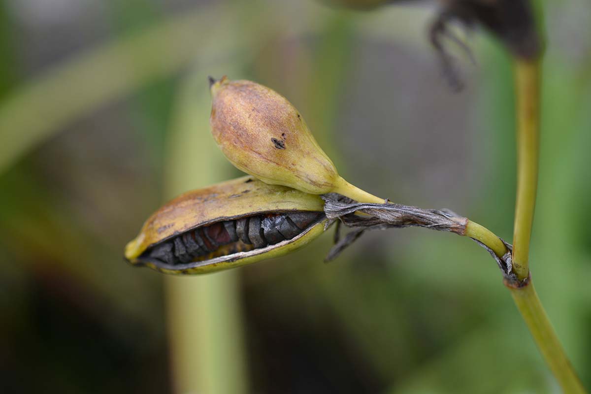 Una imagen horizontal de primer plano de una vaina de semillas de iris representada en un fondo de enfoque suave.