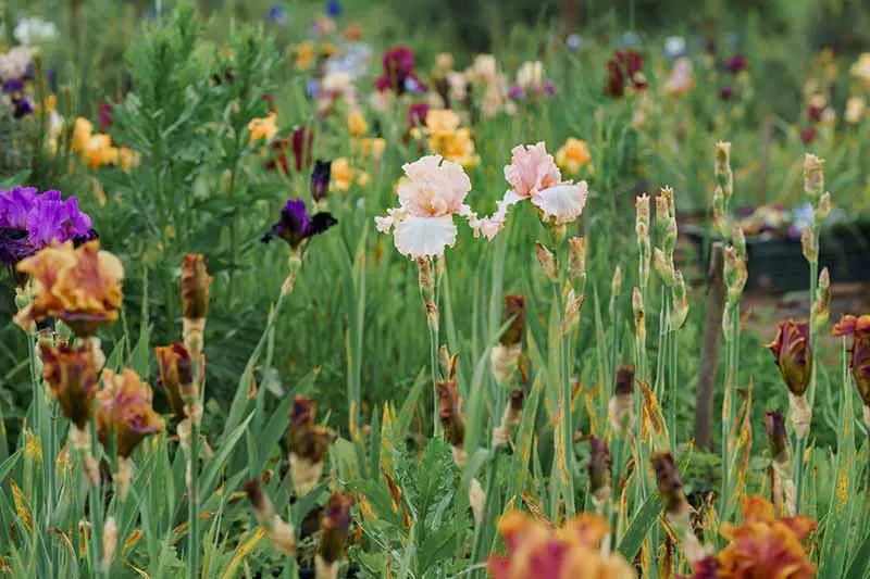 Una imagen horizontal de primer plano de las flores de iris que crecen en un prado.